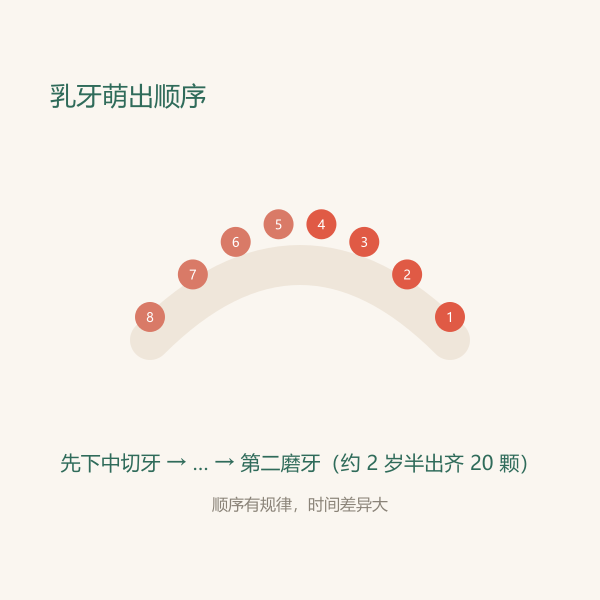 乳牙萌出顺序:先下中切牙,再上中切牙,逐步到第二磨牙