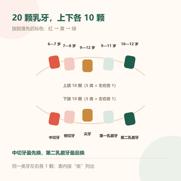 20颗乳牙上下颌分区分颗示意