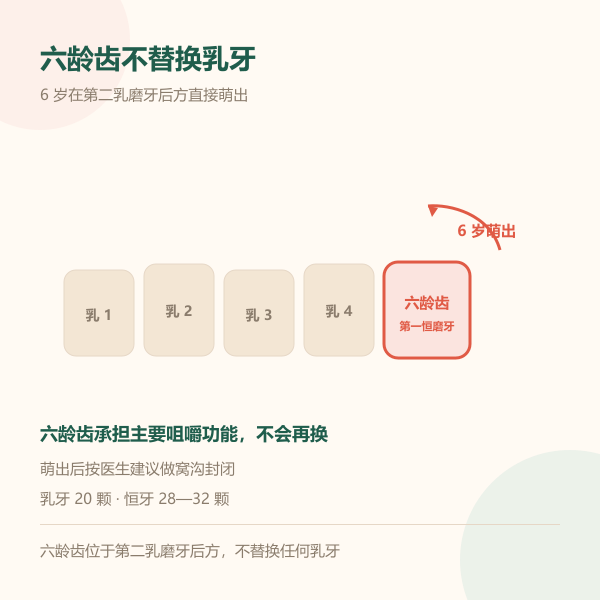 六龄齿位置与不替换乳牙