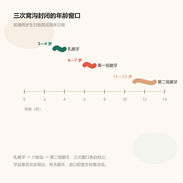 乳磨牙、六龄齿、第二恒磨牙三次封闭年龄窗口时间轴