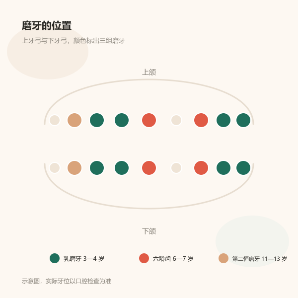 乳磨牙、第一恒磨牙与第二恒磨牙的位置示意